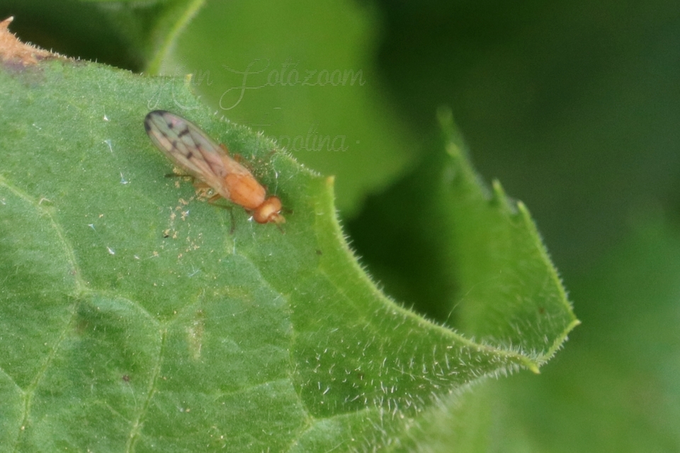 Opomyza florum