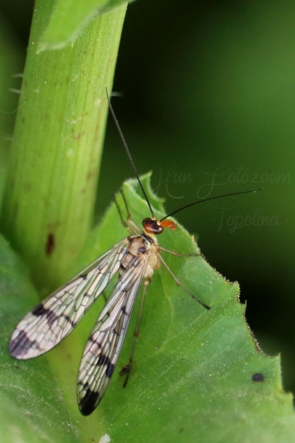 Panorpa cognata