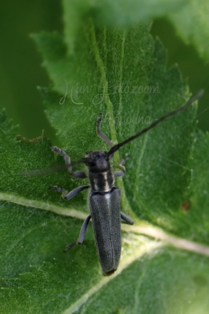 Phytoecia nigricornis - ürömcincér