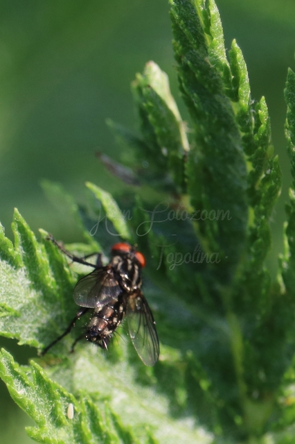 Sarcophagidae - húslégyfélék