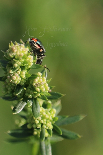 Cordylepherus viridis - zöld bibircsesbogár