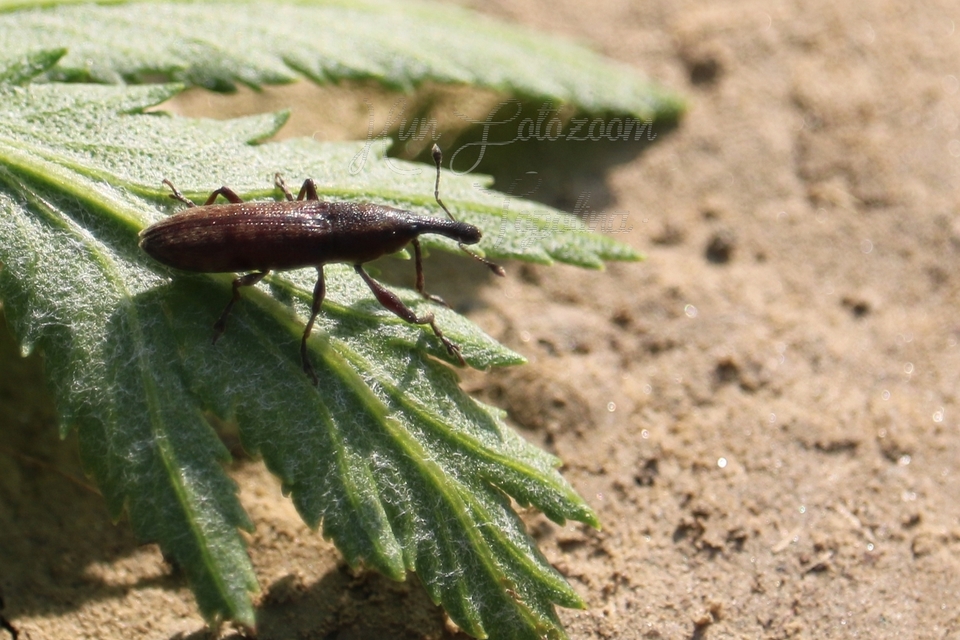 Lixus fasciculatus - nyurgalábú dudvabarkó