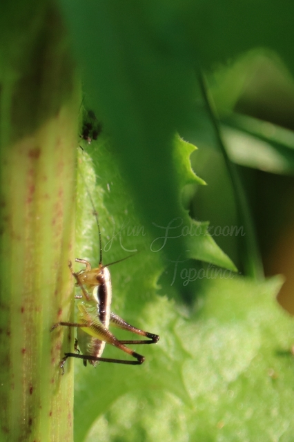 Pachytrachis gracilis - karcsú szöcske