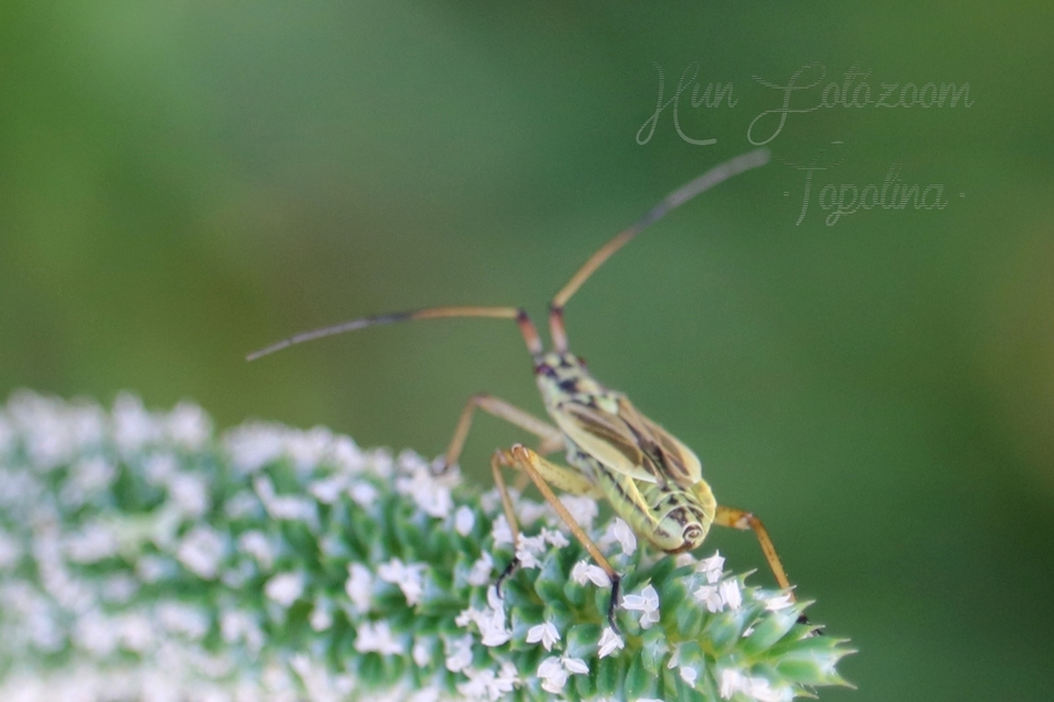 Leptopterna dolabrata - közönséges mezeipoloska