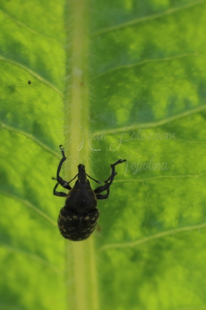 Larinus turbinatus - kúposorrú púderbarkó