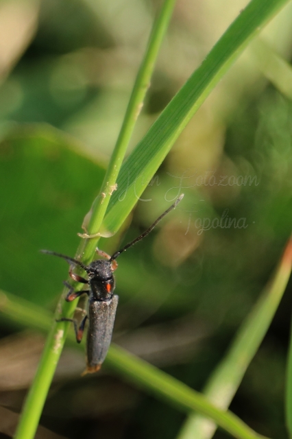 Phytoecia pustulata - parányi fűcincér