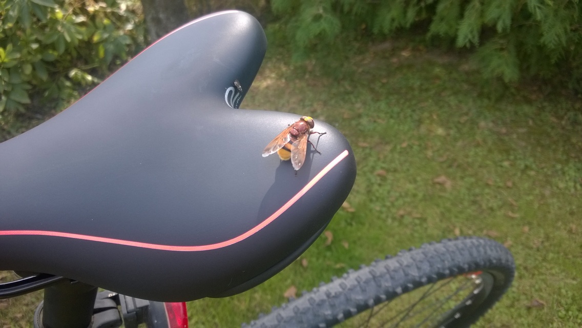 Volucella zonaria - kétöves pihelégy