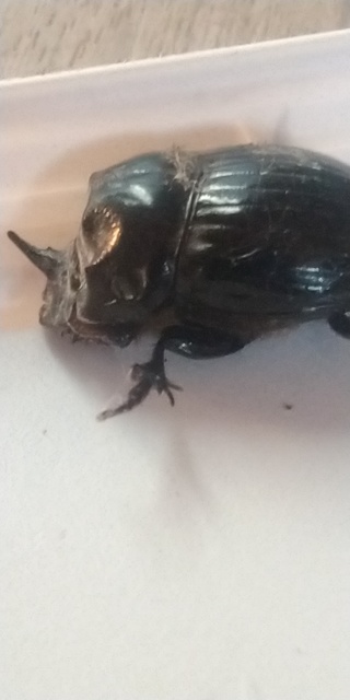Copris lunaris - közönséges holdszarvú-ganéjtúró
