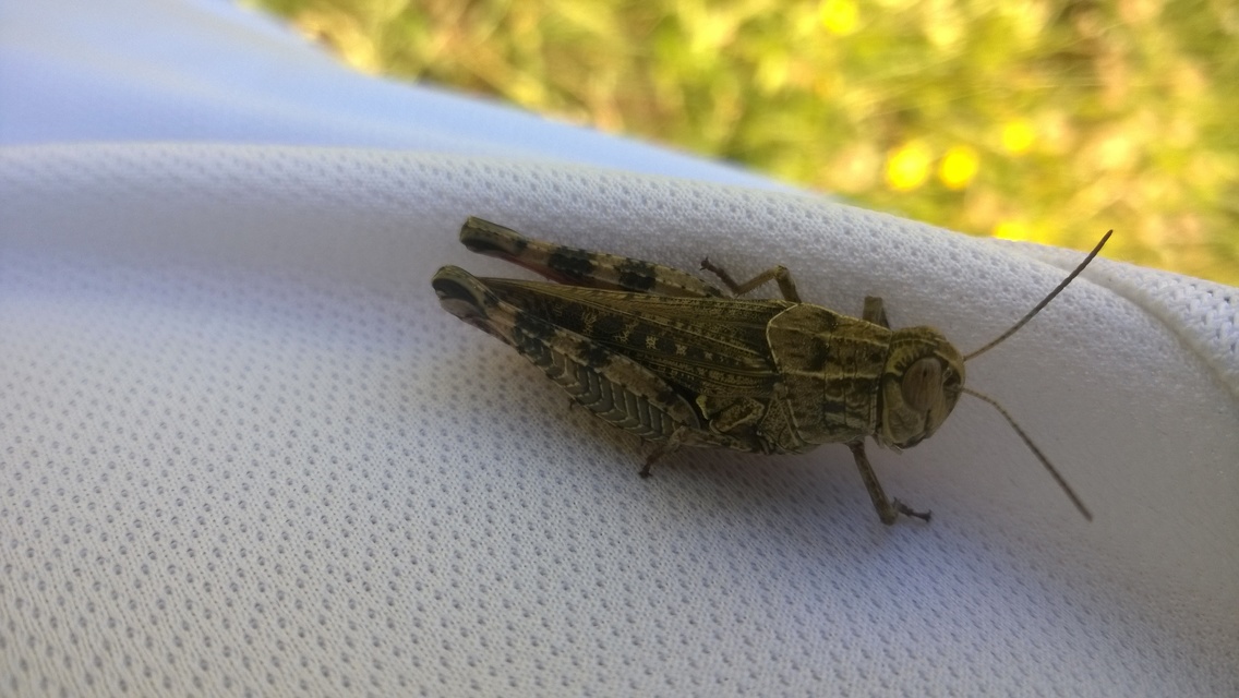 Calliptamus italicus - olaszsáska
