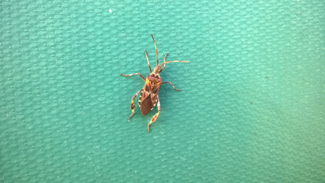 Leptoglossus occidentalis - nyugati levéllábú poloska