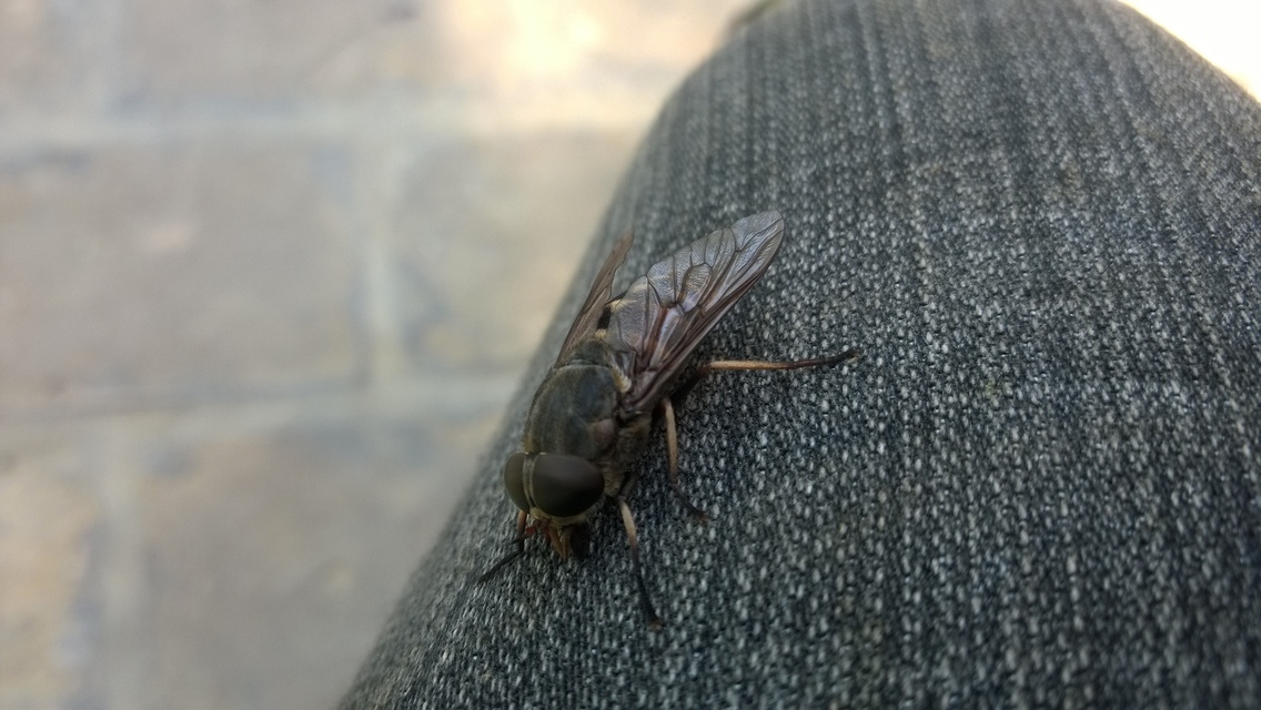 Tabanus