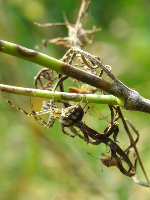 Metellina segmentata/mengei