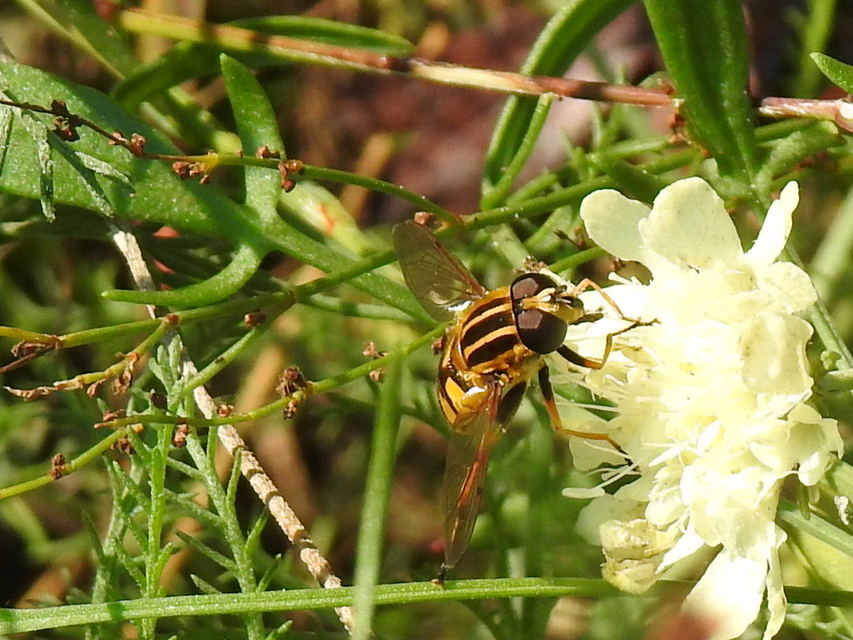 Helophilus