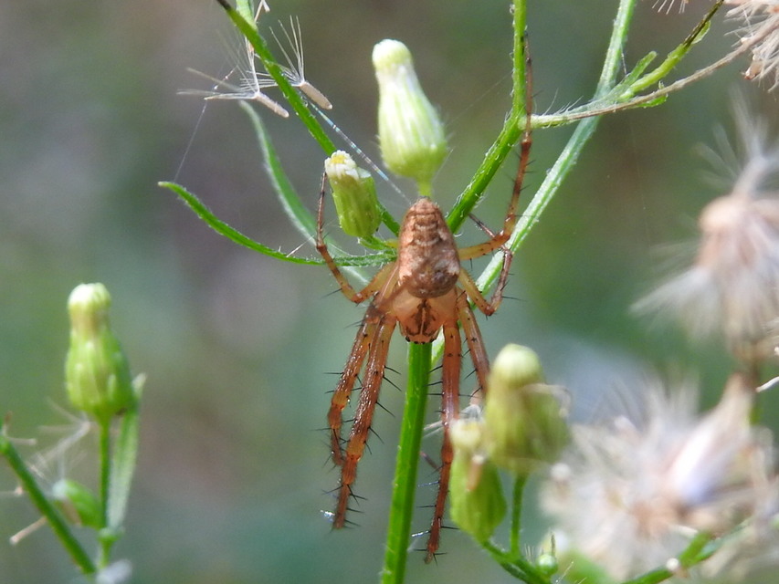 Metellina segmentata/mengei