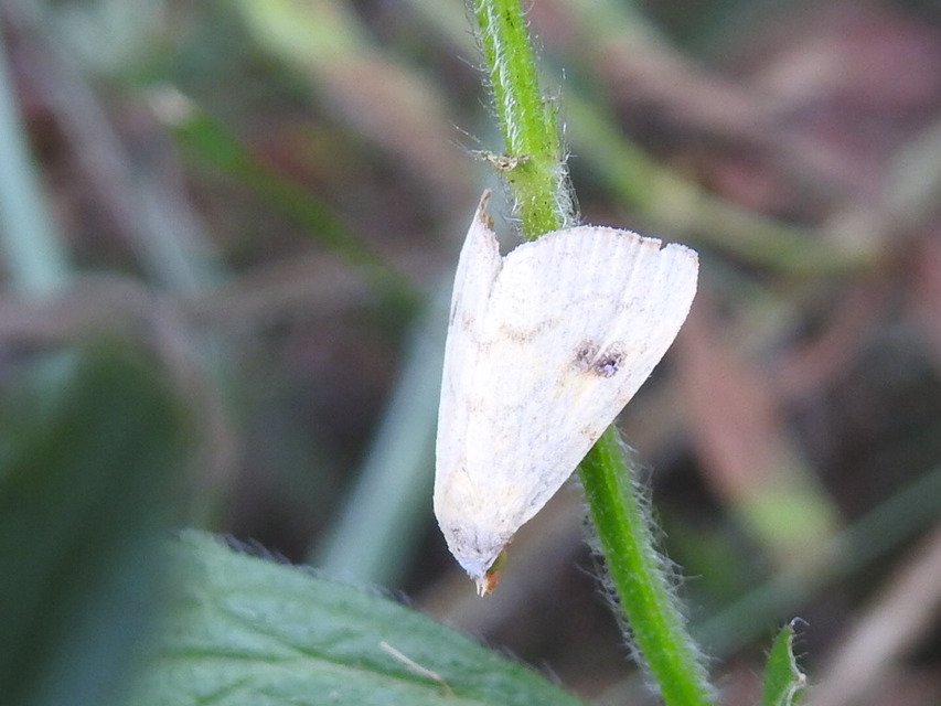 Rivula sericealis - selymes lórombagoly