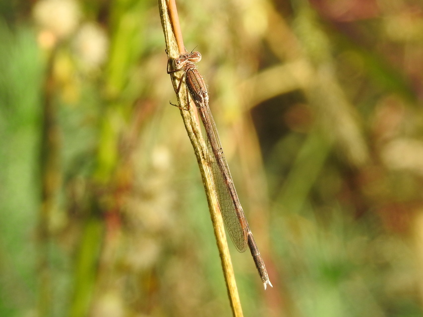 Sympecma fusca - téli rablószitakötő