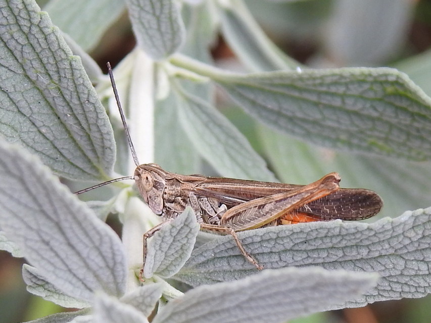 Chorthippus brunneus - közönséges tarlósáska