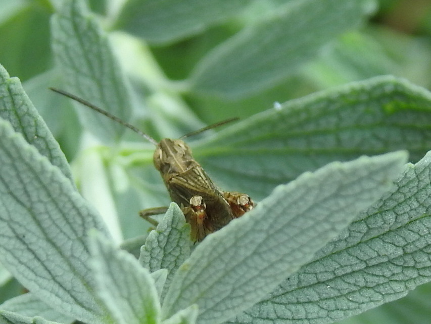 Chorthippus brunneus - közönséges tarlósáska