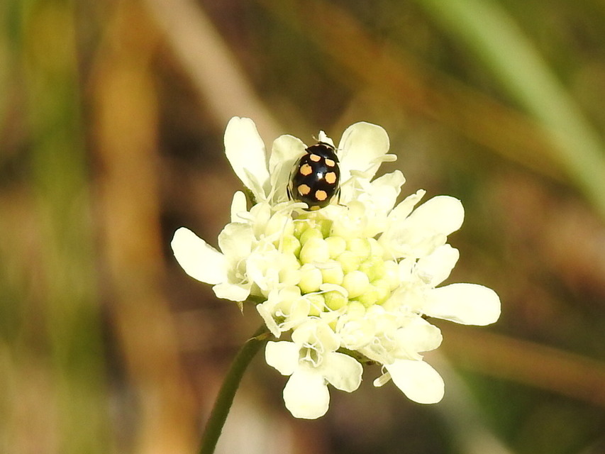 Coccinula quatuordecimpustulata - feketesárga katóka