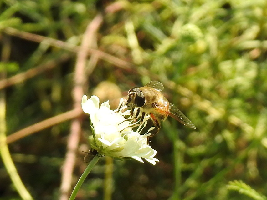 Eristalis tenax - közönséges herelégy
