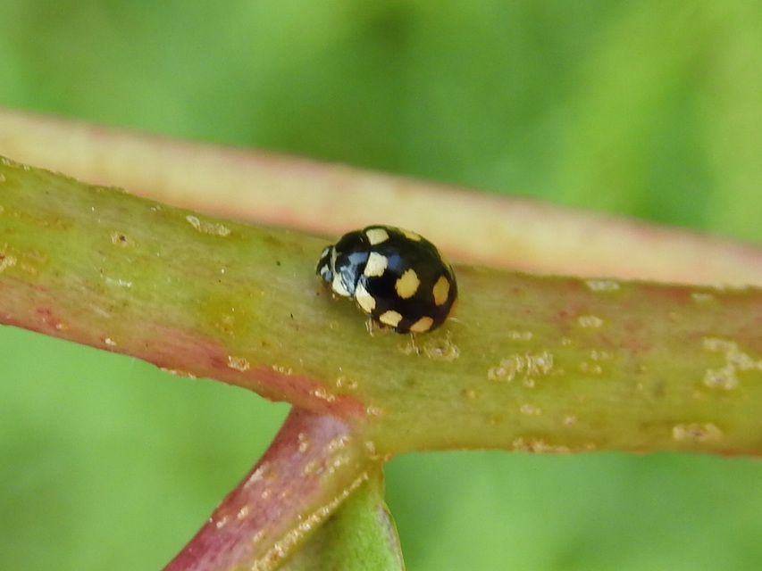 Coccinula quatuordecimpustulata - feketesárga katóka