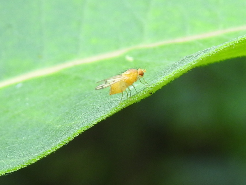 Lauxaniidae - pudvalegyek