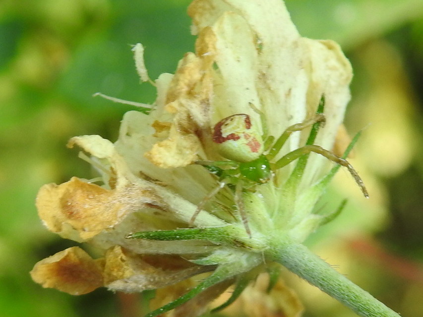 Ebrechtella tricuspidata - alakoskodó karolópók