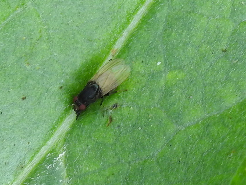 Minettia longipennis