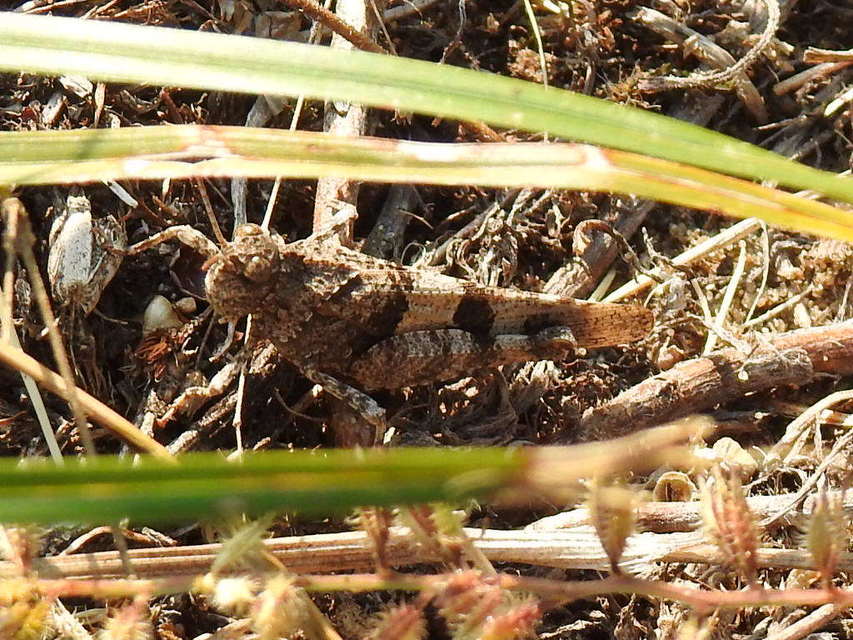 Oedipoda caerulescens - kékszárnyú sáska