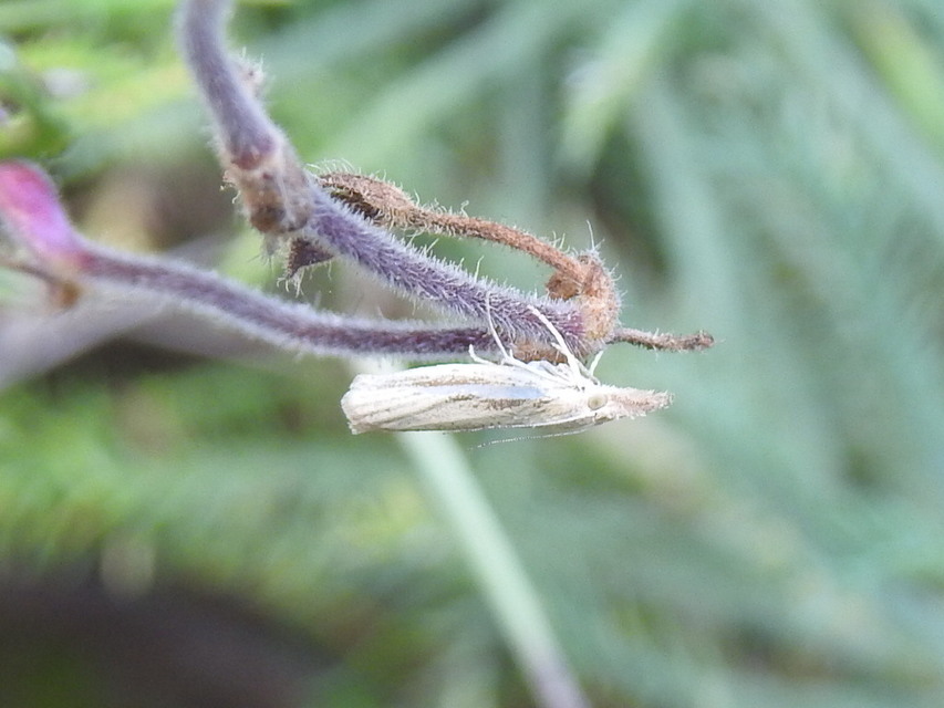 Agriphila