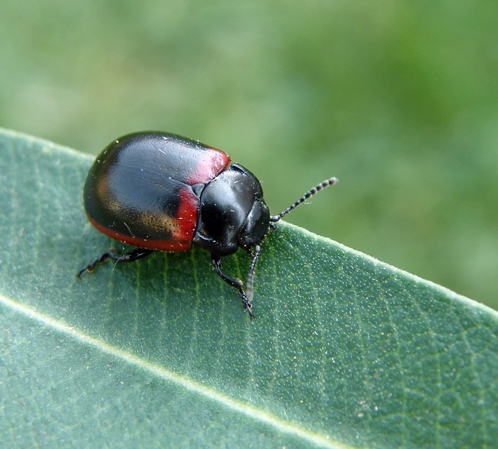 Chrysolina limbata - keretes levélbogár