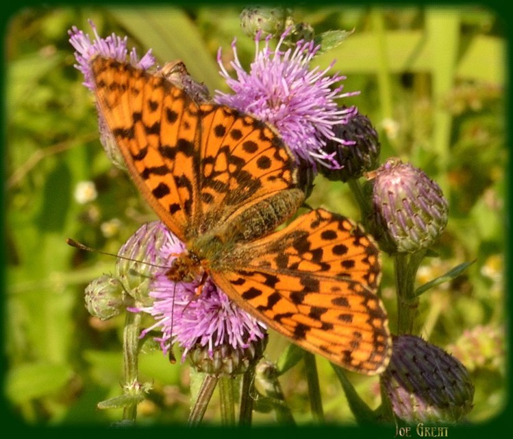 Boloria dia - kis gyöngyházlepke