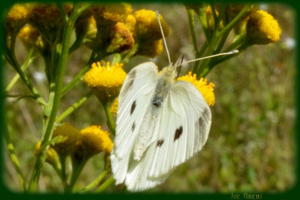 Pieris rapae - répalepke