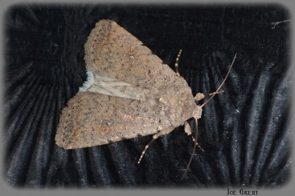 Paradrina clavipalpis - közönséges selymesbagoly