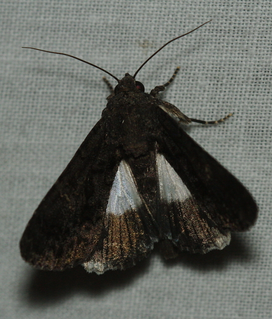 Anophia leucomelas - déli folyófűbagoly