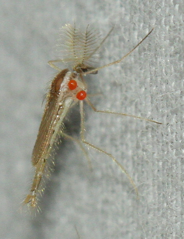 Chaoborus