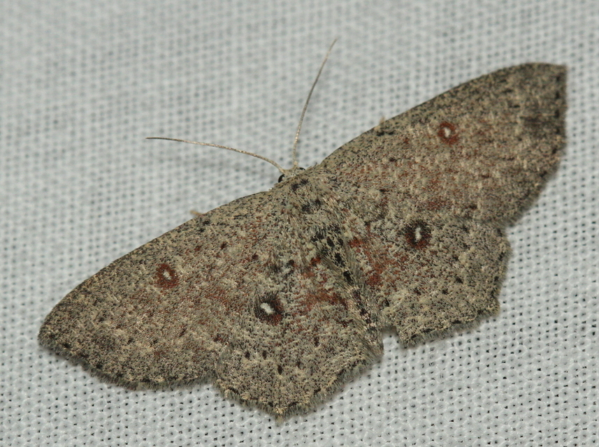 Cyclophora pendularia - fűzfa-pettyesaraszoló