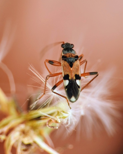 Beosus quadripunctatus - pettyes homokibodobács