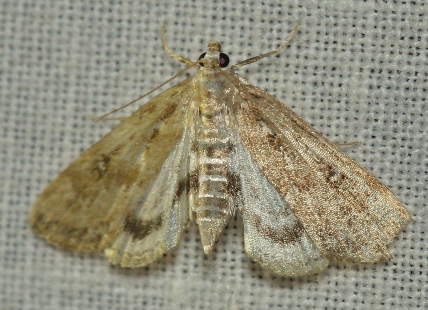 Parapoynx stratiotata - közönséges vízimoly