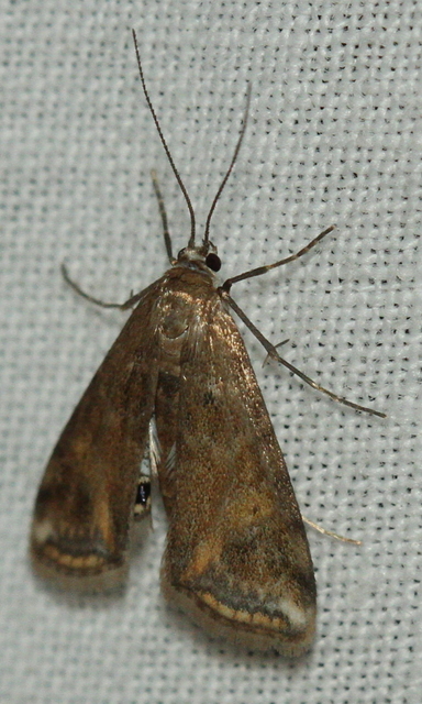 Cataclysta lemnata - békalencsemoly