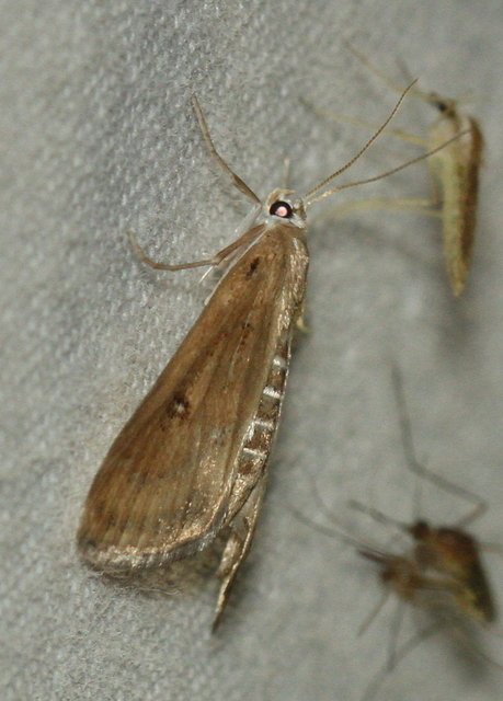 Parapoynx stratiotata - közönséges vízimoly