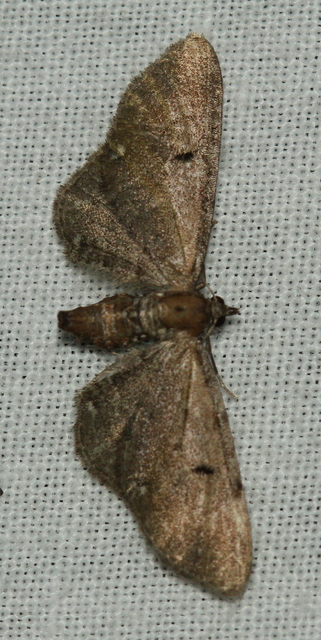 Eupithecia absinthiata - üröm-törpearaszoló