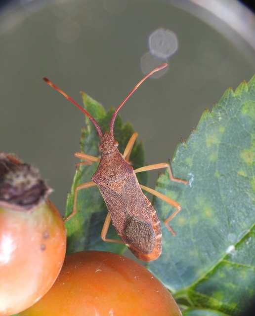 Gonocerus acuteangulatus - aranypetés karimáspoloska
