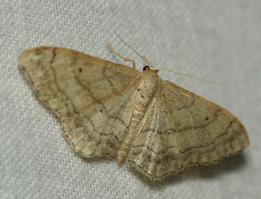 Idaea deversaria - egyszínű sávosaraszoló