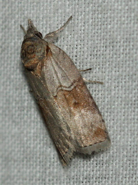 Nycteola asiatica - nyárfa-trapézbagoly