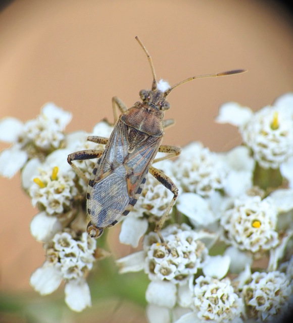 Liorhyssus hyalinus