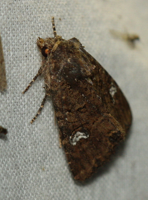 Mesapamea secalella/secalis