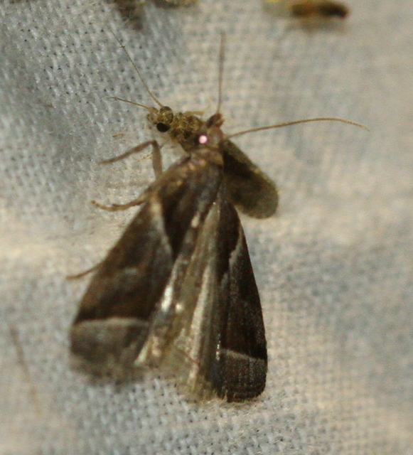 Nyctegretis lineana - agátszínű karcsúmoly