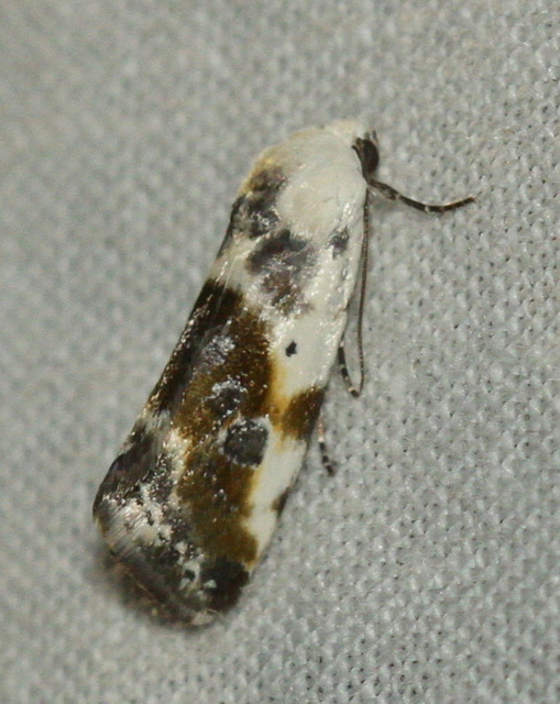 Ponometia candefacta - parlagfűbagoly
