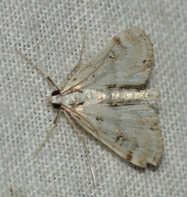 Parapoynx stratiotata - közönséges vízimoly